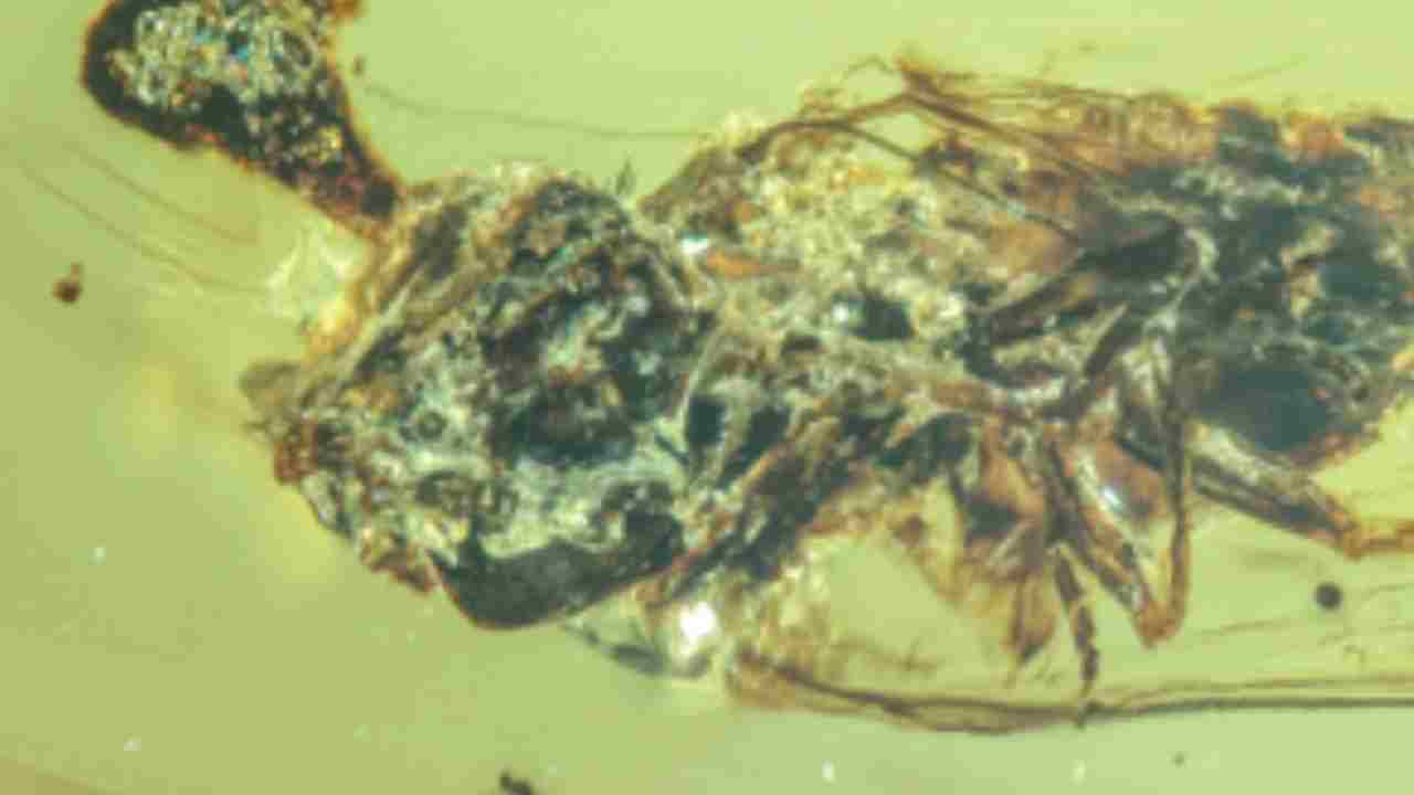 zombiye dönüştüren virüs