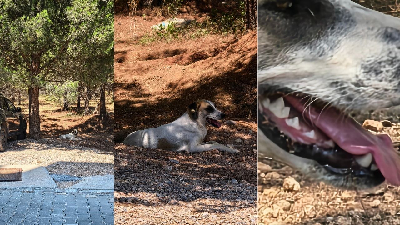 1ee8755fc0f11024e6409e07b67d8ee77f4c451d