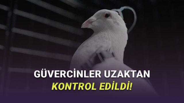 Tüyler Ürperten Teknoloji: Beynine Çip Takılan Güvercinler Drone Gibi Kontrol Edildi [Video]
