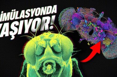 Dijital Evrimde Bir Dönüm Noktası: Simülasyonda Yaşayan İlk Canlı ve Geleceğin Teknolojileri