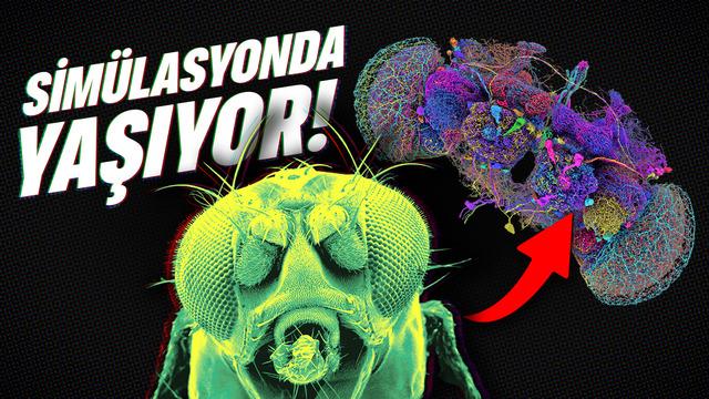 Dijital Evrimde Bir Dönüm Noktası: Simülasyonda Yaşayan İlk Canlı ve Geleceğin Teknolojileri