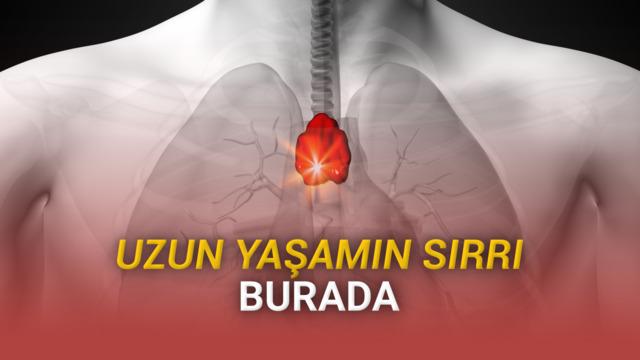 Ömrü Uzatmanın Sırrı Olabilecek Organ Bulundu