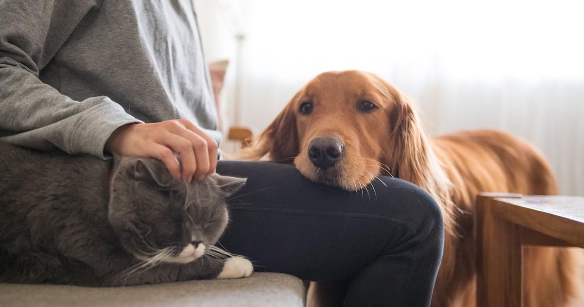 cat1