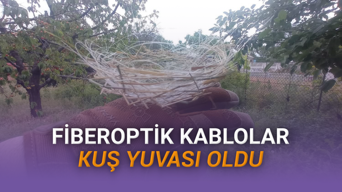 Ukrayna'da Doğa Savaşa Adapte Oldu: Kuşlar Fiberoptik Kablolardan Yuva Yapmaya Başladı