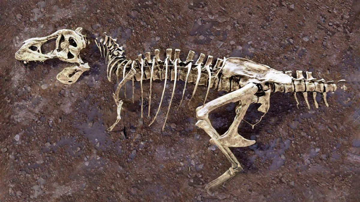ornl-tyrannosaurus-rex-skeleton
