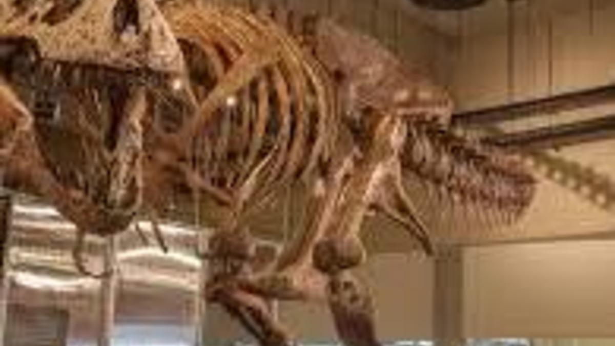 Dünyanın Bilinen En Büyük T. rex'inin Kırık Kaburgasında 66 Milyon Yıl Öncesine Ait Bir Detay Keşfedildi!