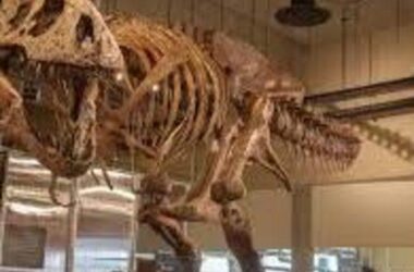 Dünyanın Bilinen En Büyük T. rex’inin Kırık Kaburgasında 66 Milyon Yıl Öncesine Ait Bir Detay Keşfedildi