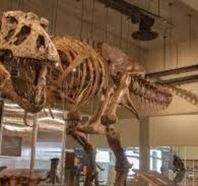 Dünyanın Bilinen En Büyük T. rex’inin Kırık Kaburgasında 66 Milyon Yıl Öncesine Ait Bir Detay Keşfedildi